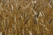 Riped wheat background
