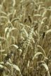 Riped wheat background