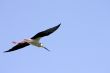Blackwinged stilt