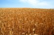 Riped wheat