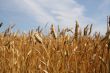 Riped wheat