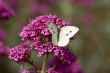 Butterfly on valerian