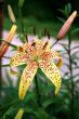 Lilly