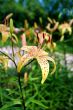 Lilly