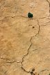 Cracked earth