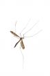 Crane fly
