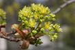 Flowers of maple