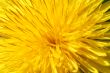 Single big sunny yellow spring dangelion in the early morning