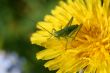 Grasshopper