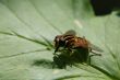 Big-eyed striped fly sitting on the green leaf in spring