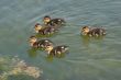 Five ducklings