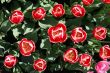 Red-white tulips