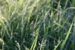 Dew on the grass in the morning