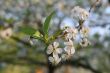 Flowers of cherry-tree