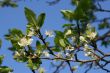 Apple tree in spring