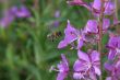 Flying bee