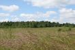 Wild grass