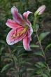 Fine lily