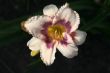 Lily on a black background