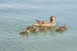 Duck with ducklings