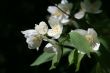 Jasmine
