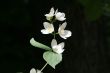 Jasmine branch