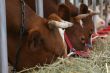Cows eats