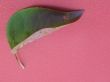 Leaf and dew