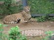 Laying cheetah