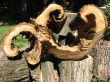 The sawed logs