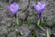 Two lilac crocuses