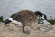 Canada goose