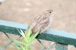 Young sparrow sitting on a fence