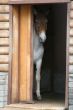 Brown-white horse is looking out of the doorway
