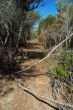 dry bushland