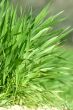 New spring grass