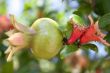 Pomegranate stages