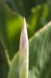 Canna lily bud