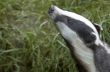 English Badger
