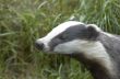  English Badger