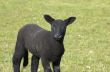Black lamb