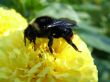 black bumblebee on a yellow dahlia