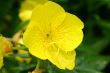 Yellow flower