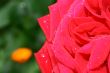 Rose with water drops