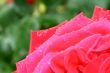 Rose with water drops