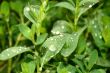 Grass with water drops