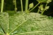 leave with water drops