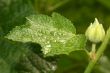 leave with water drops