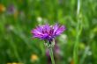 Violet flower