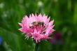 Bee on flower